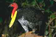 Australian Brush Turkey