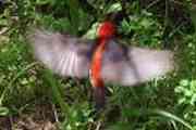 Australian Brush Turkey