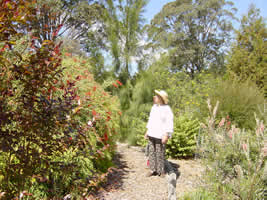 Australian Native garden