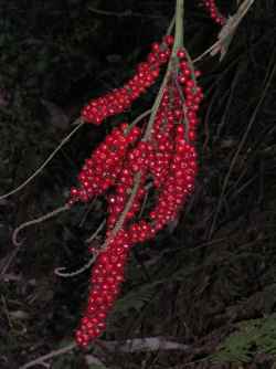 Cordyline Fruit
