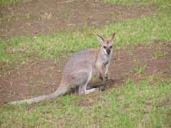 Wallaby(possibly black striped)
