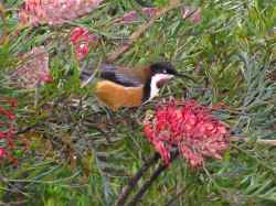 Eastern Spinebill
